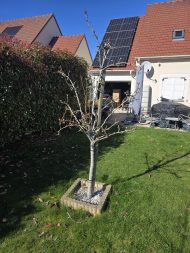 Jardin 2026-03-02 (4)